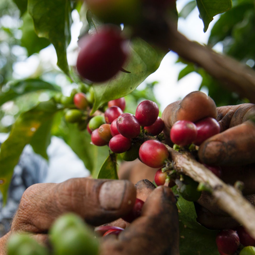 C009-CoffeeFacts- Gornw In