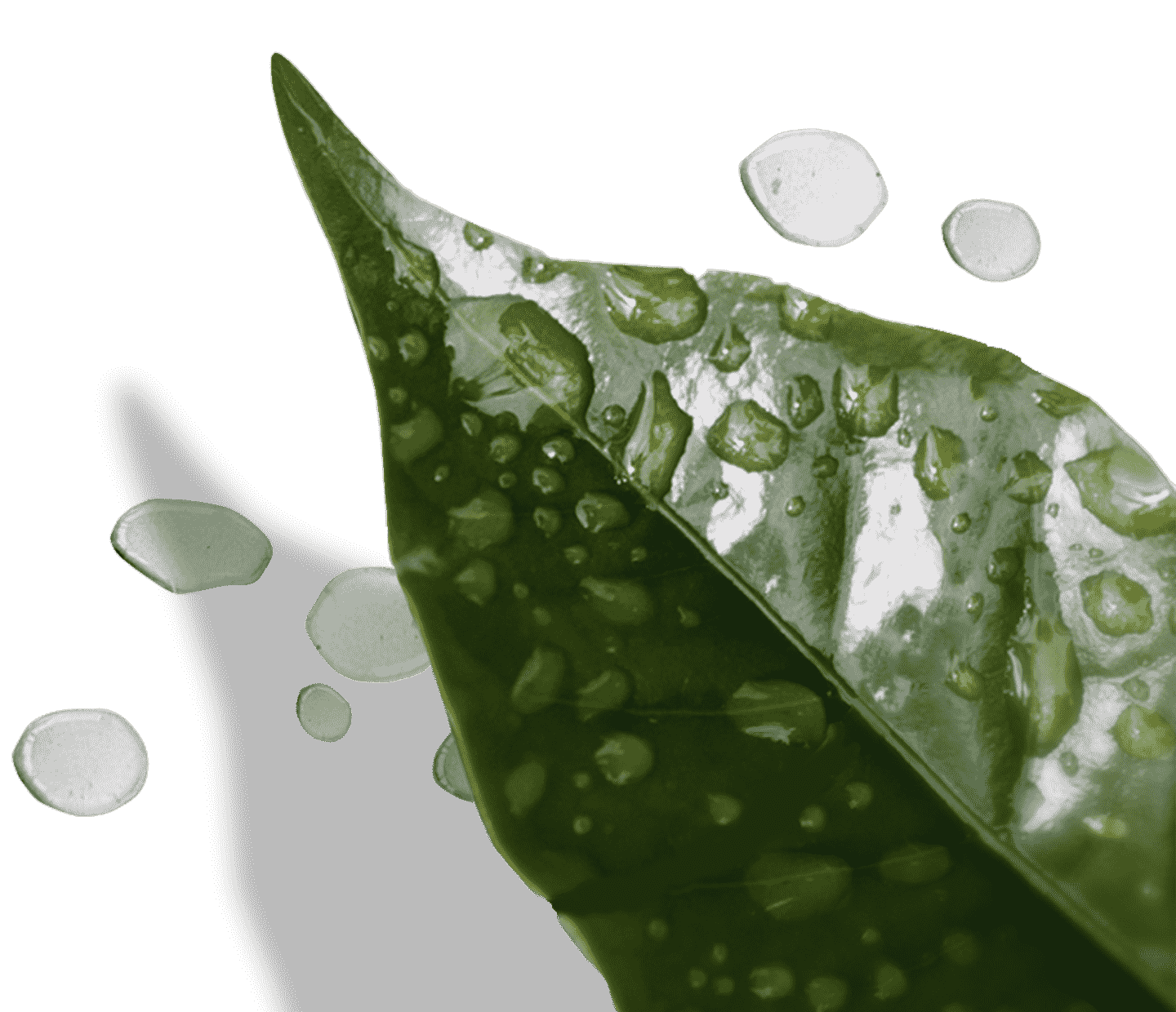 Cirkulární ekonomika v produkci kávy