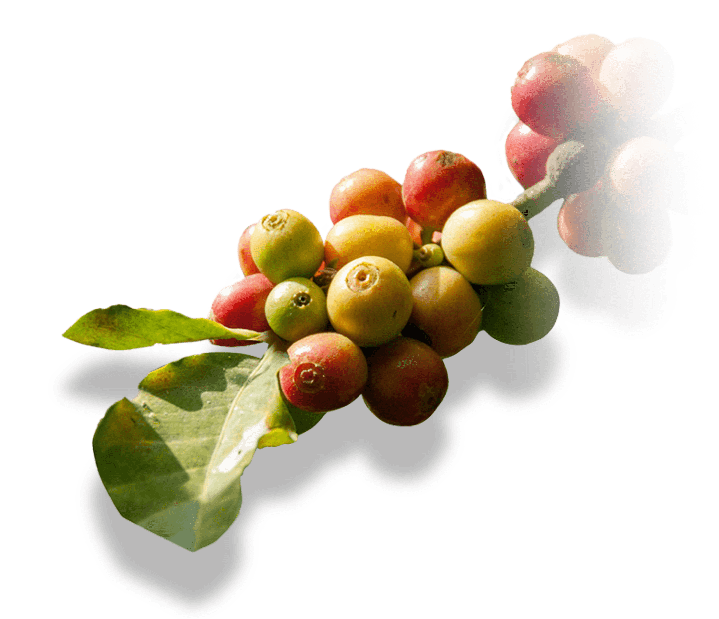 Kávové třešně na větvi