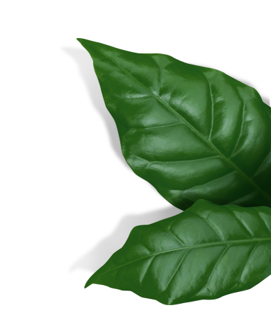 listy kávovníku
