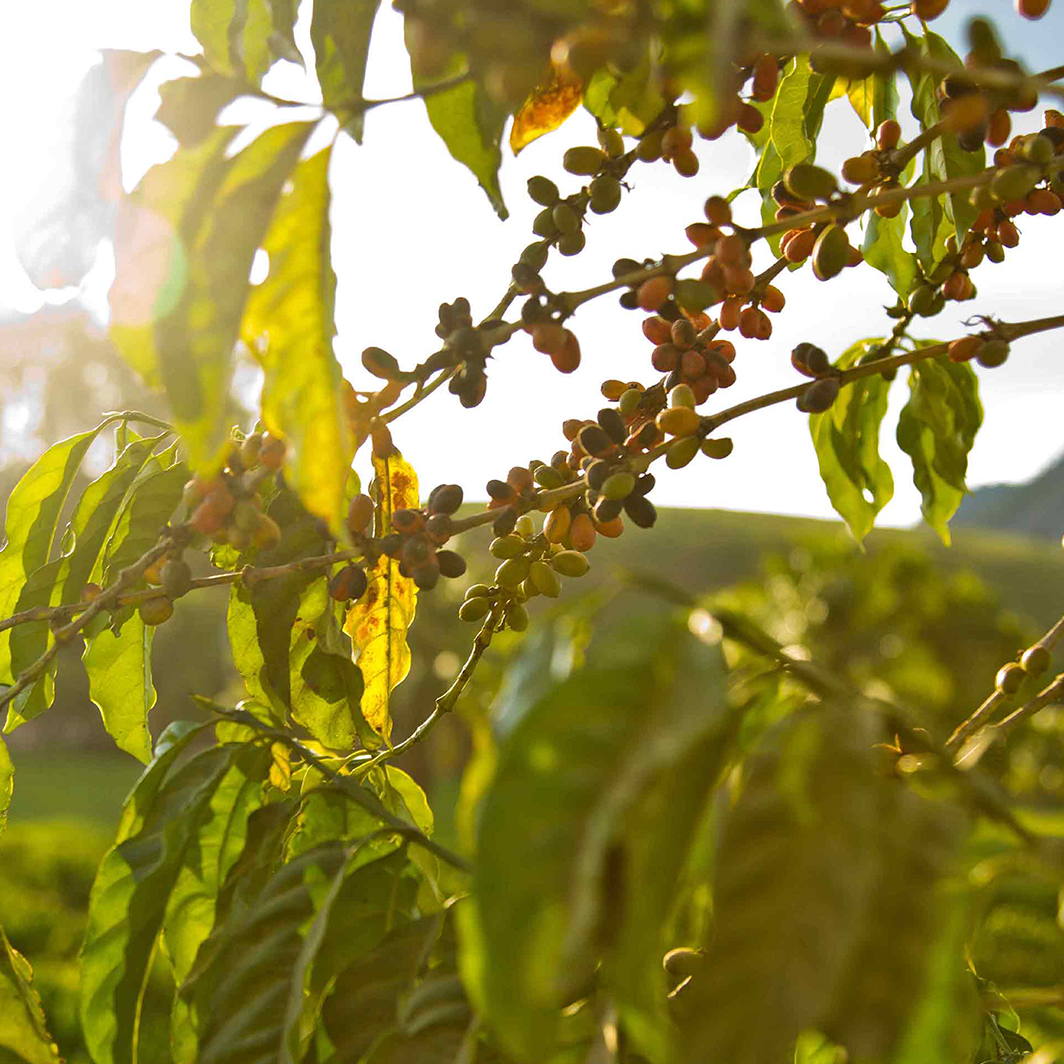 zodpovědné získávání zdrojů