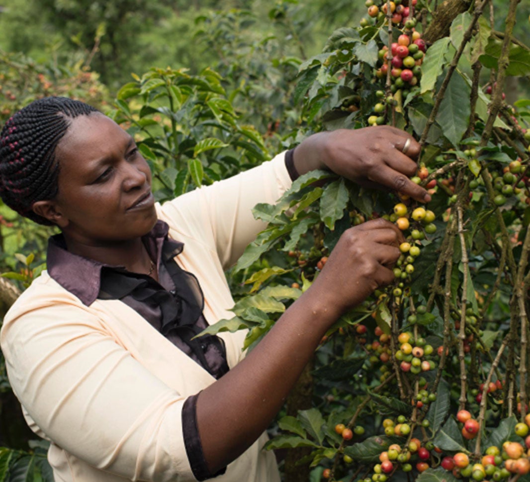 Urspünge des Kaffees