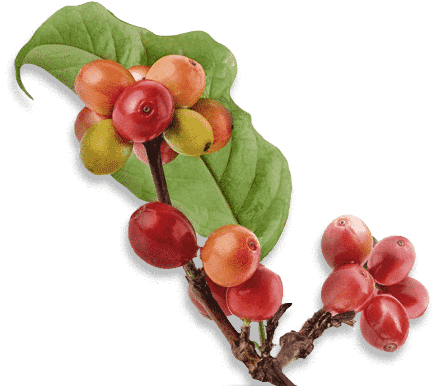 Coffee origins