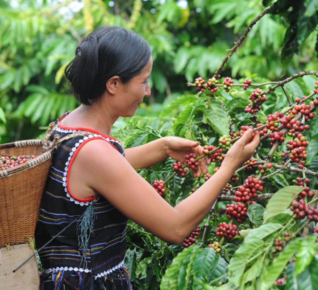 Urspünge des Kaffees