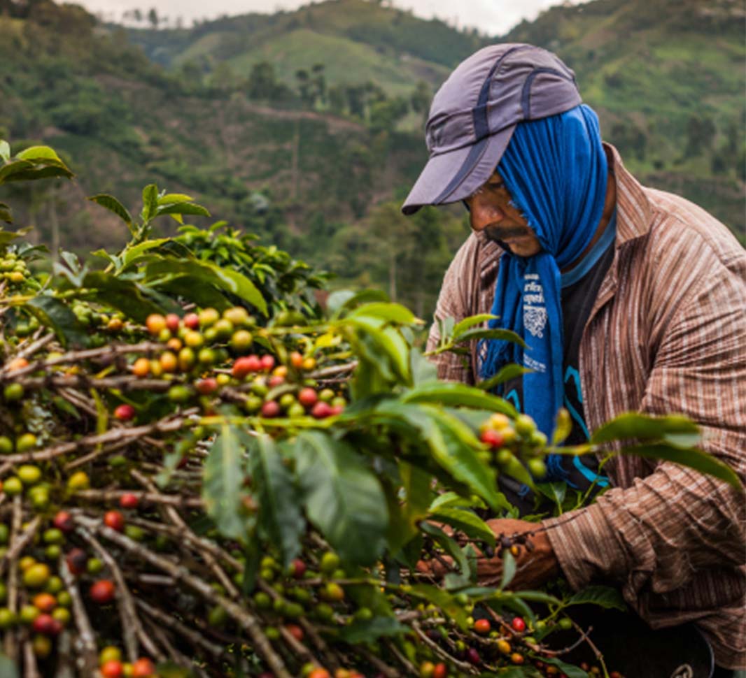 Urspünge des Kaffees