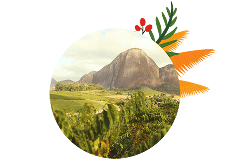 coffee plantation landscape