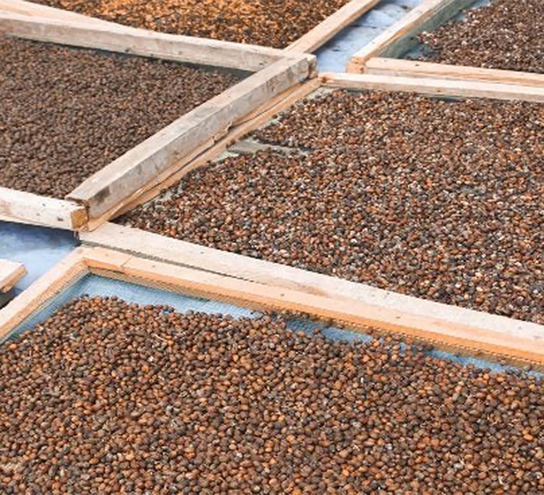 Kaffeebohnen im Bräungsprozess