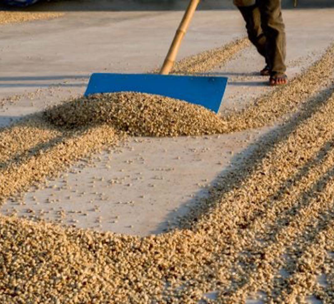 Kaffeebohnen im Trocknungsprozess