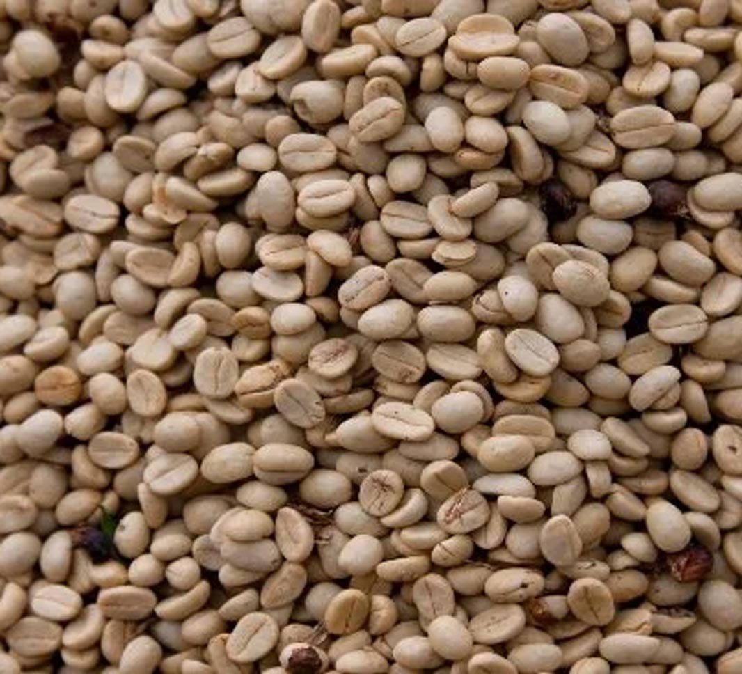 Robusta Kaffeebohnen