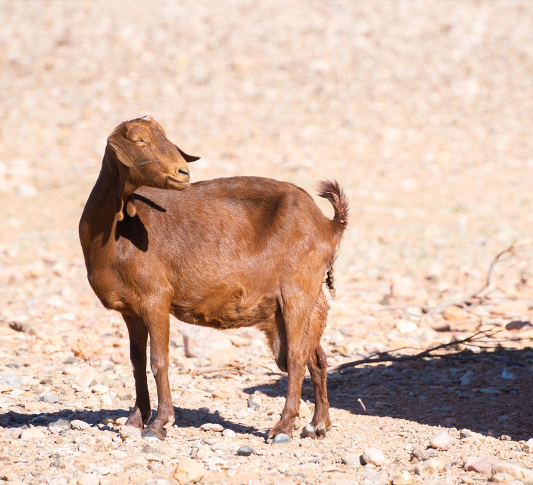 Woran denkst du als erstes, wenn du das Wort „Kaffee“ hörst?