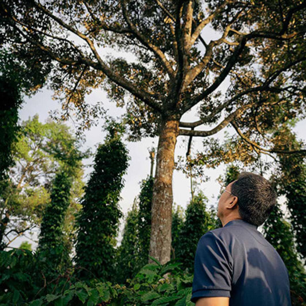 Kaffee liebt Schatten