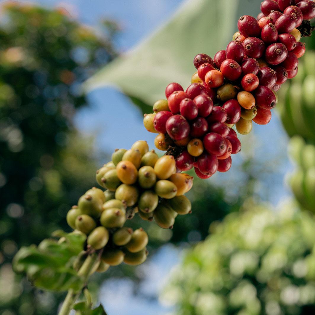 Regenerative Landwirtschaft im Kaffeeanbau
