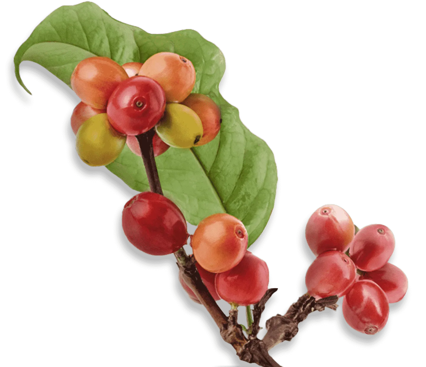 Coffee origins