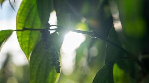 im Schatten wachsender Kaffee