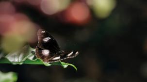 kaffee und biodiversität