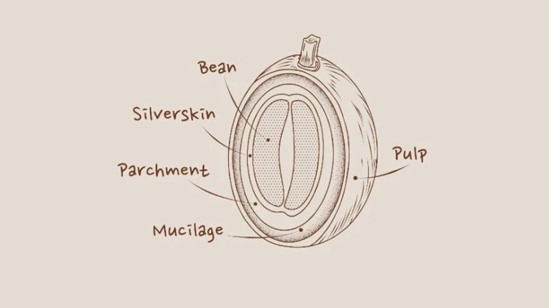 Types of Coffee Roast