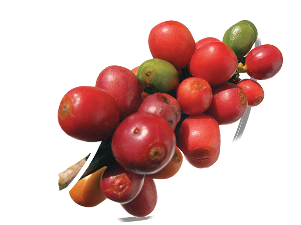 nescafé farmers origins beans