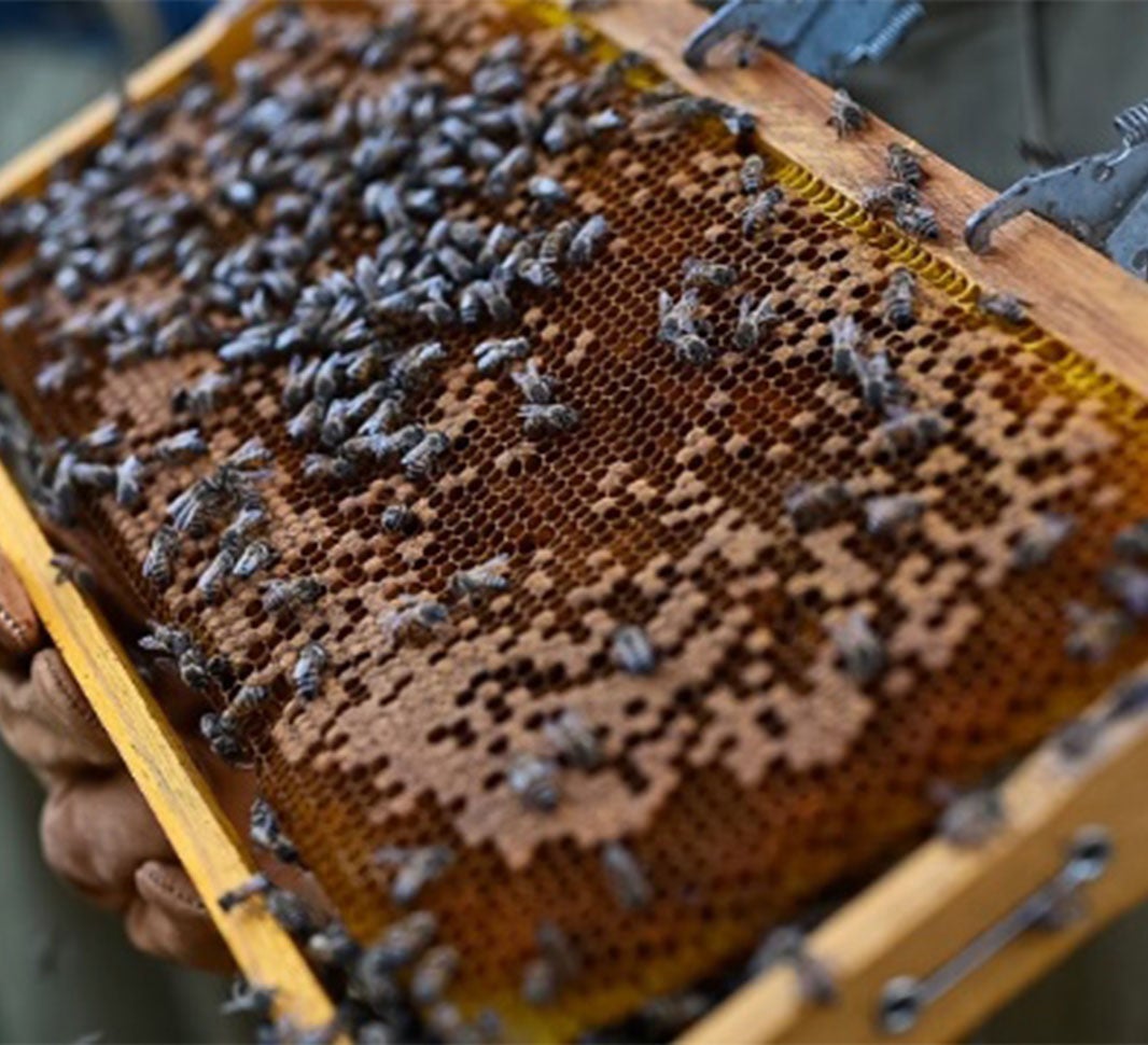 bier der laver honning