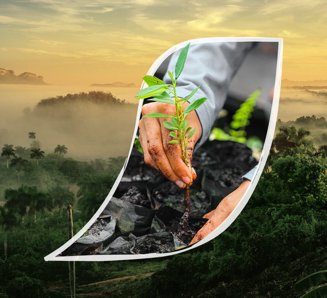 Hænder som planter et kaffetræ