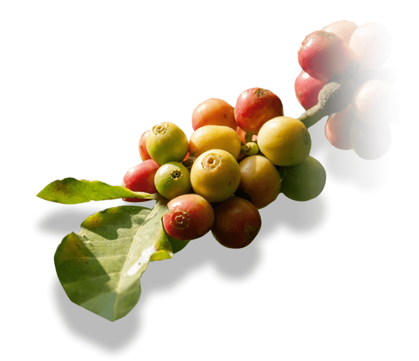 Kaffebær på en gren