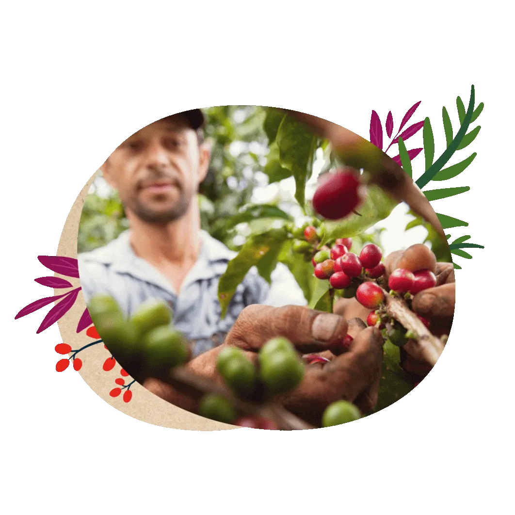 nescafé farmers origins bønner