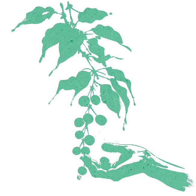 sommerfugl
