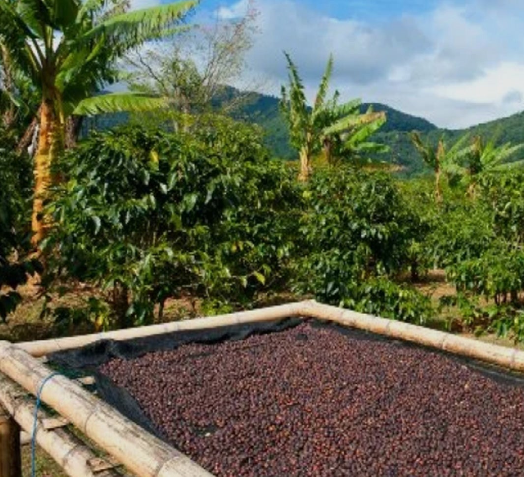 Calidad del tostado del café  