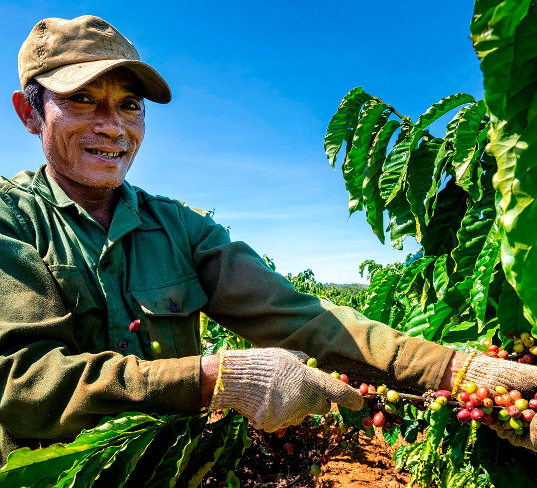 Programa de campo NESCAFÉ®