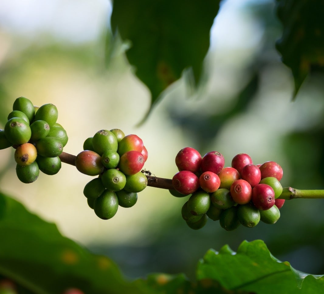 bebidas de café mocha