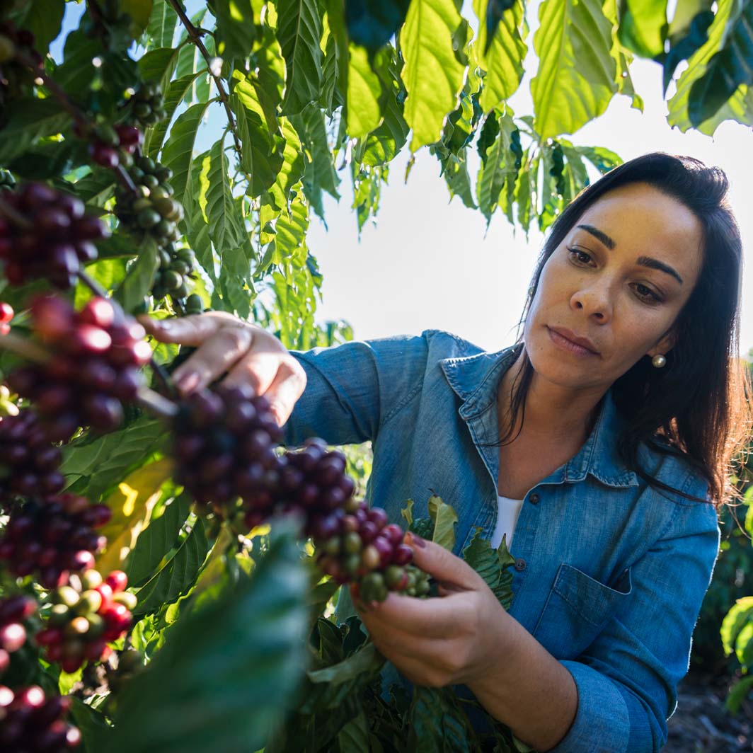 agrónomo revisando plantas de café