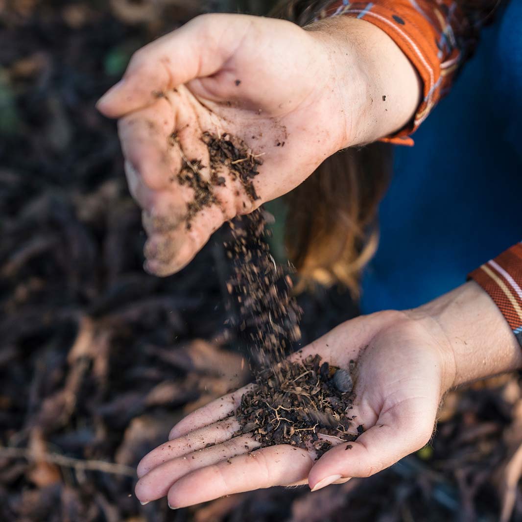 terreno de cultivo de café