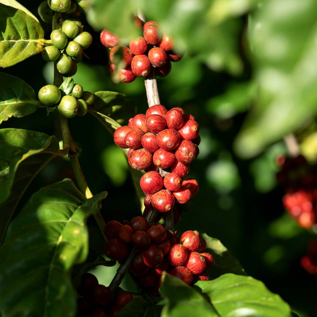 cerezas de café sanas​