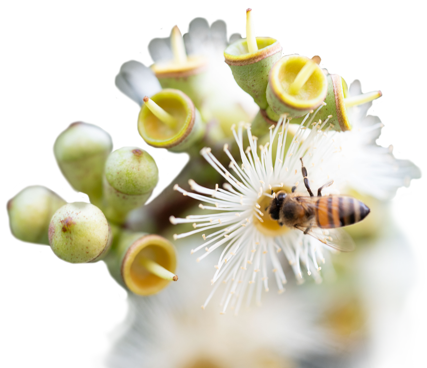 biodiversidad en el café
