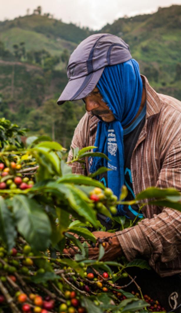 Los origenes del café