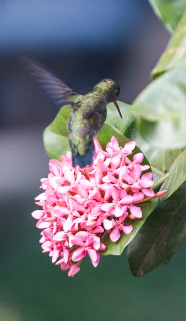 biodiversidad en el cultivo del café