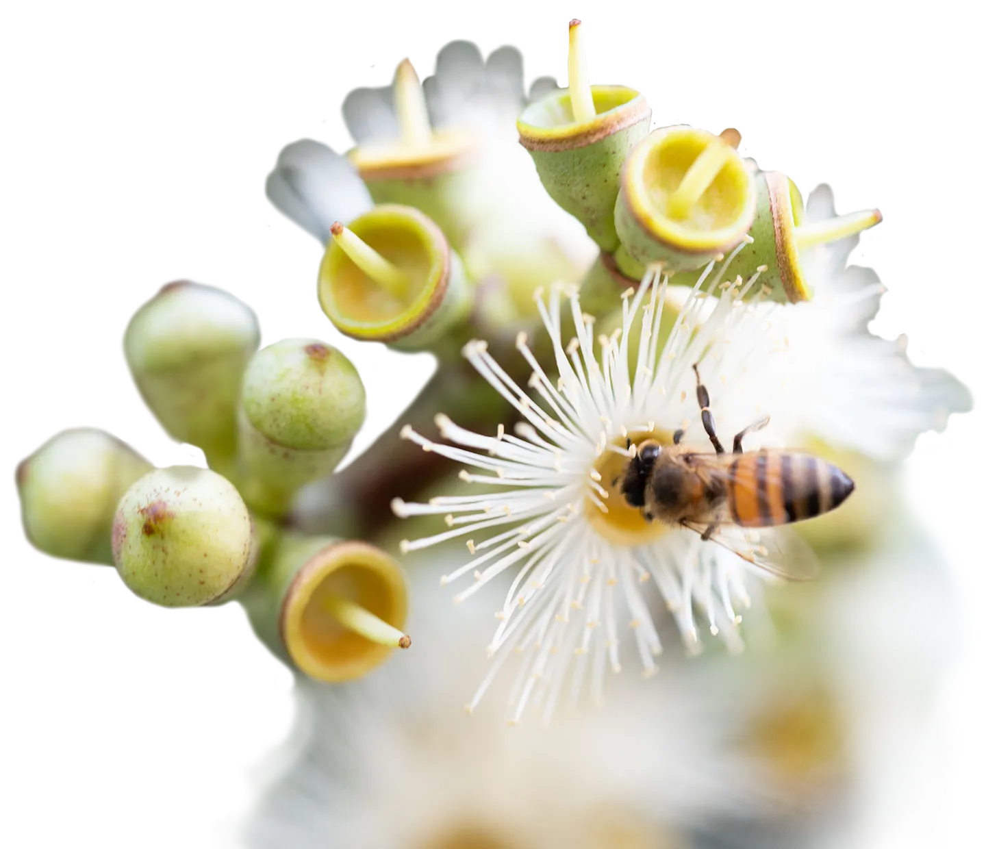 biodiversidad en el café