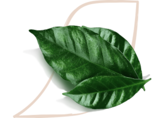 nescafé farmers origins sustainability