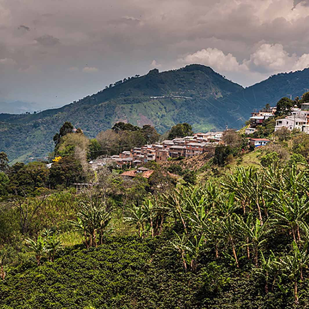 Por qué son importantes los árboles