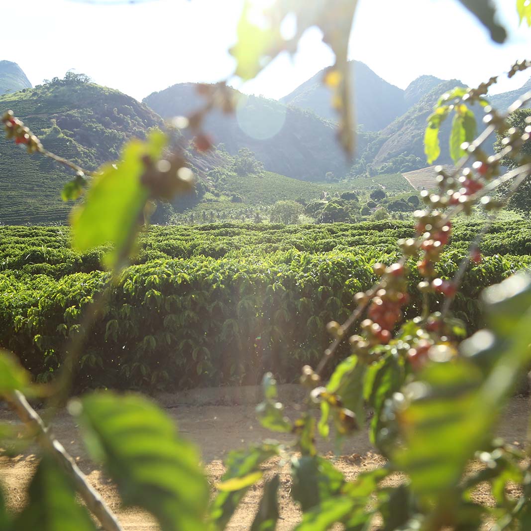 En NESCAFÉ®, la salud del suelo va más allá