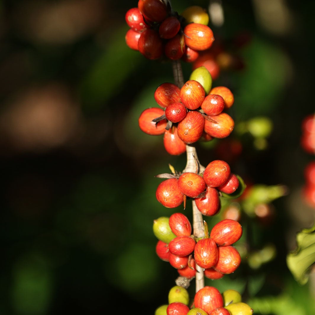Fuente de Polifenoles