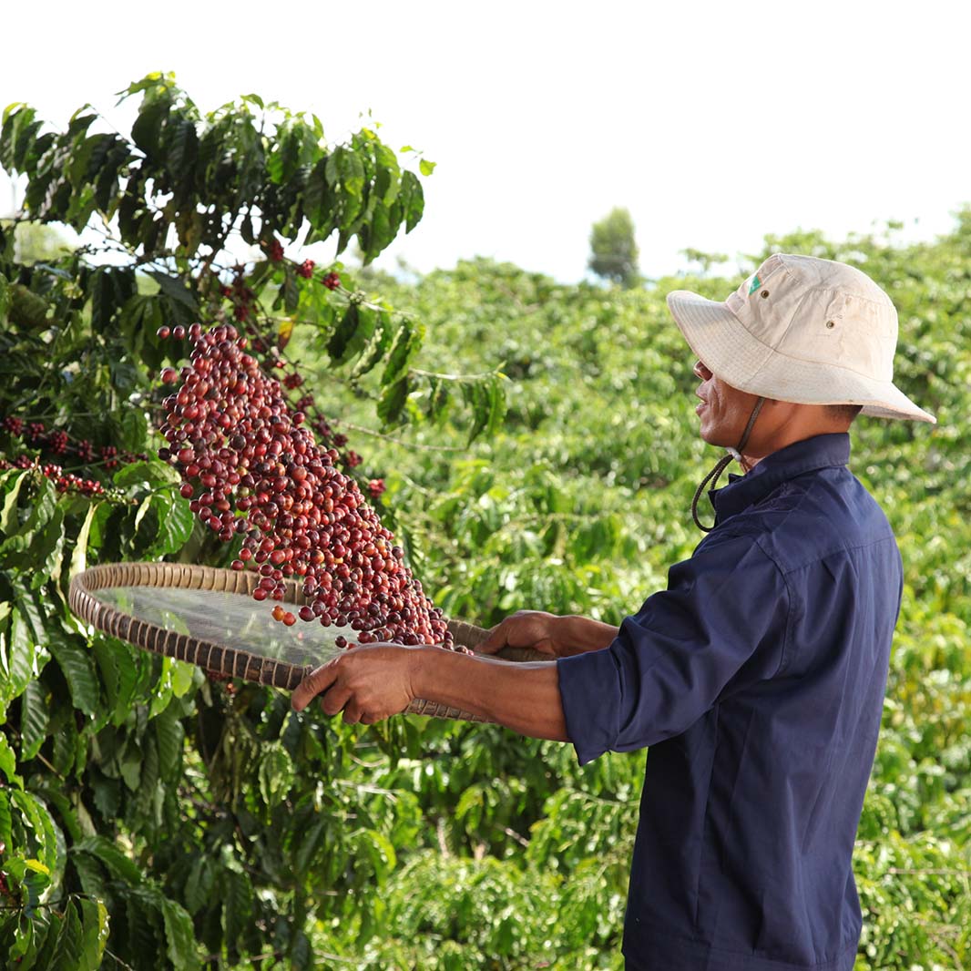 Amigos de los agricultores de Tailandia