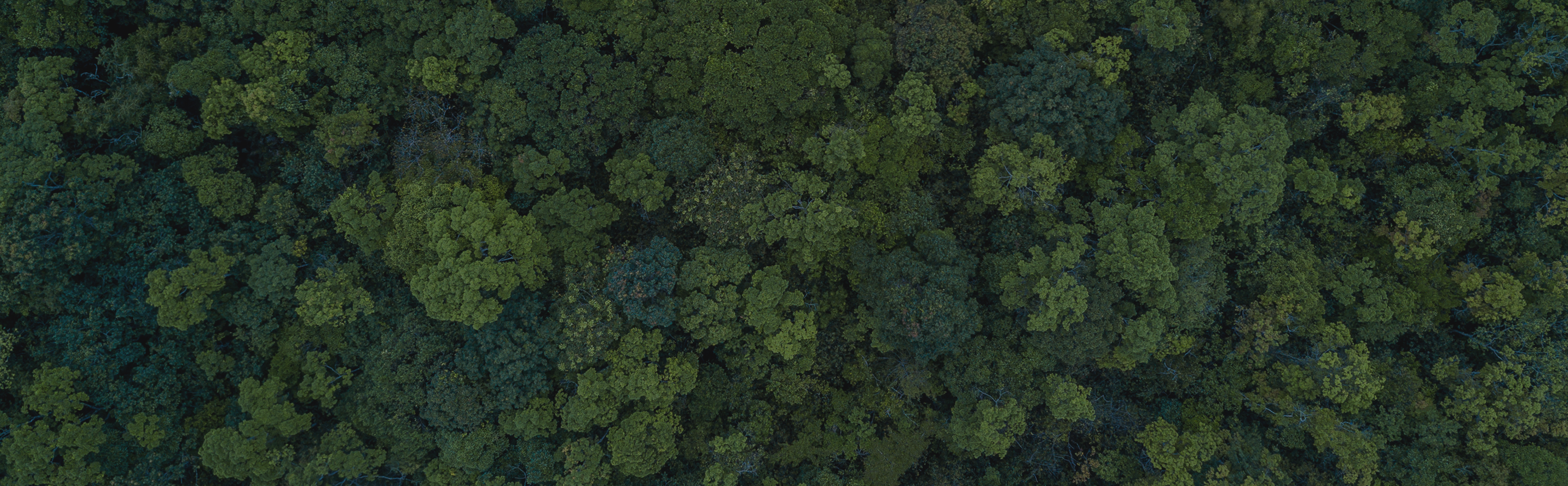 4091P_SustainabilityBackground