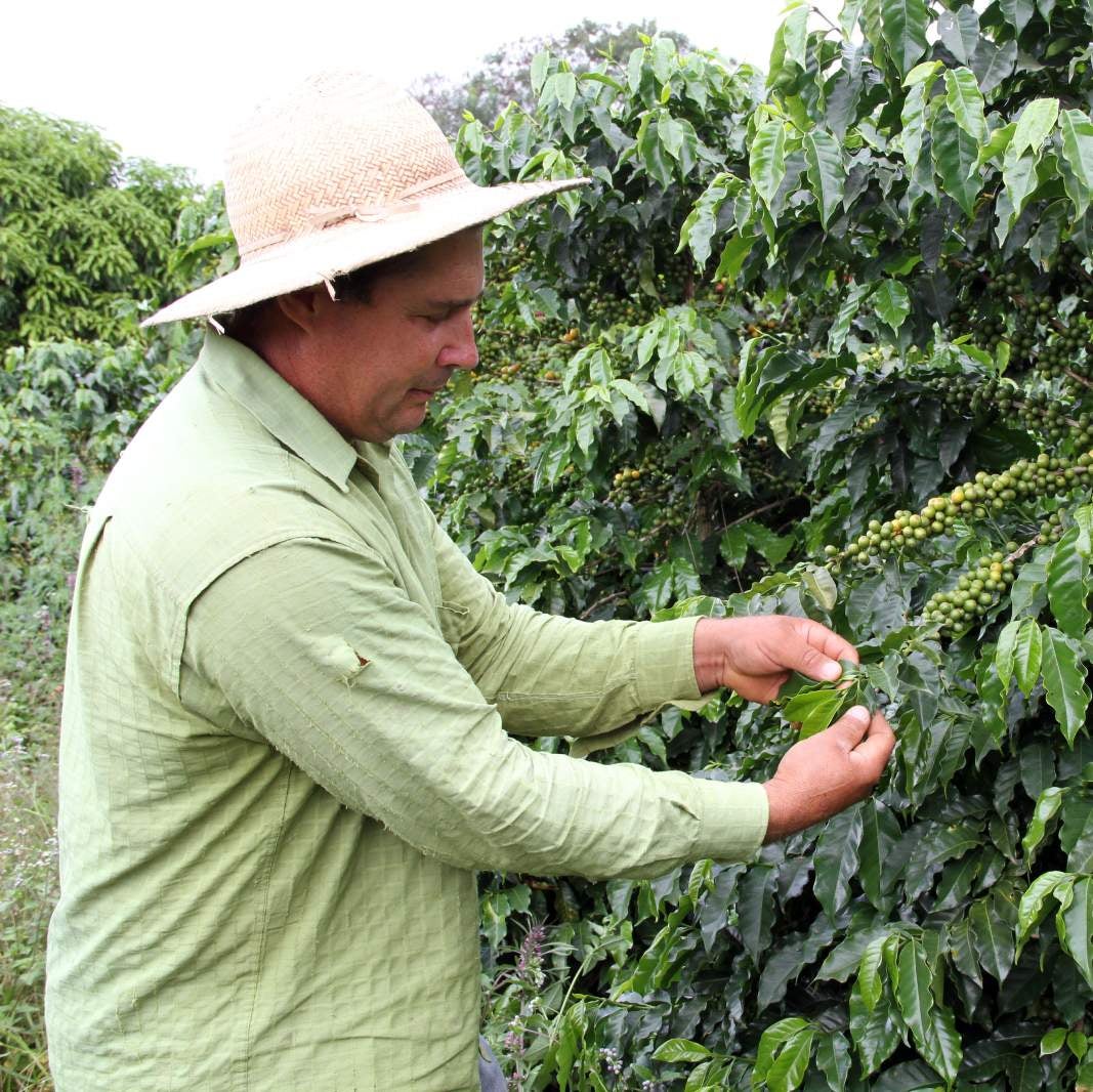 Hombre cosechando café