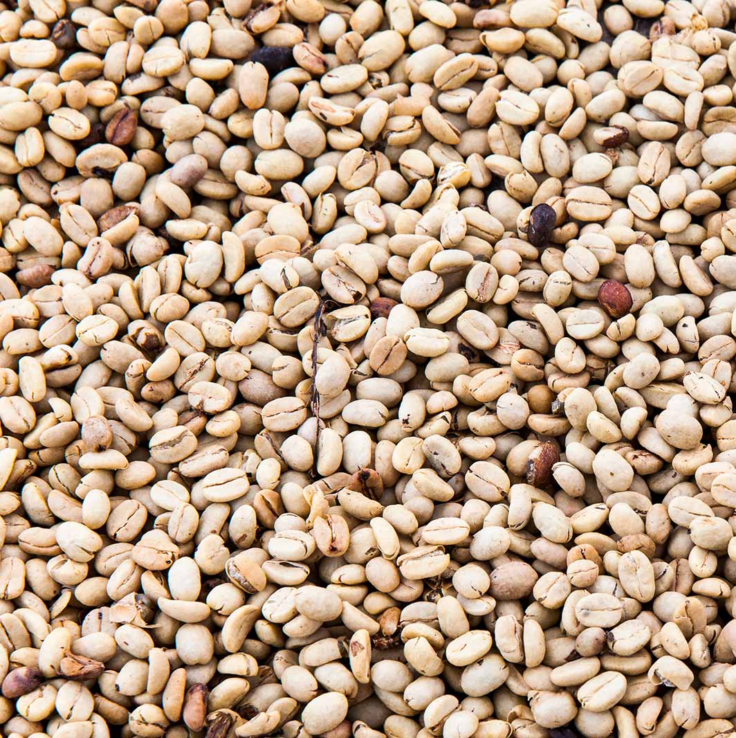 Granos de café robusta