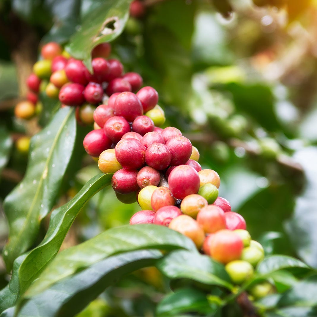 Todo sobre el origen de los granos de café