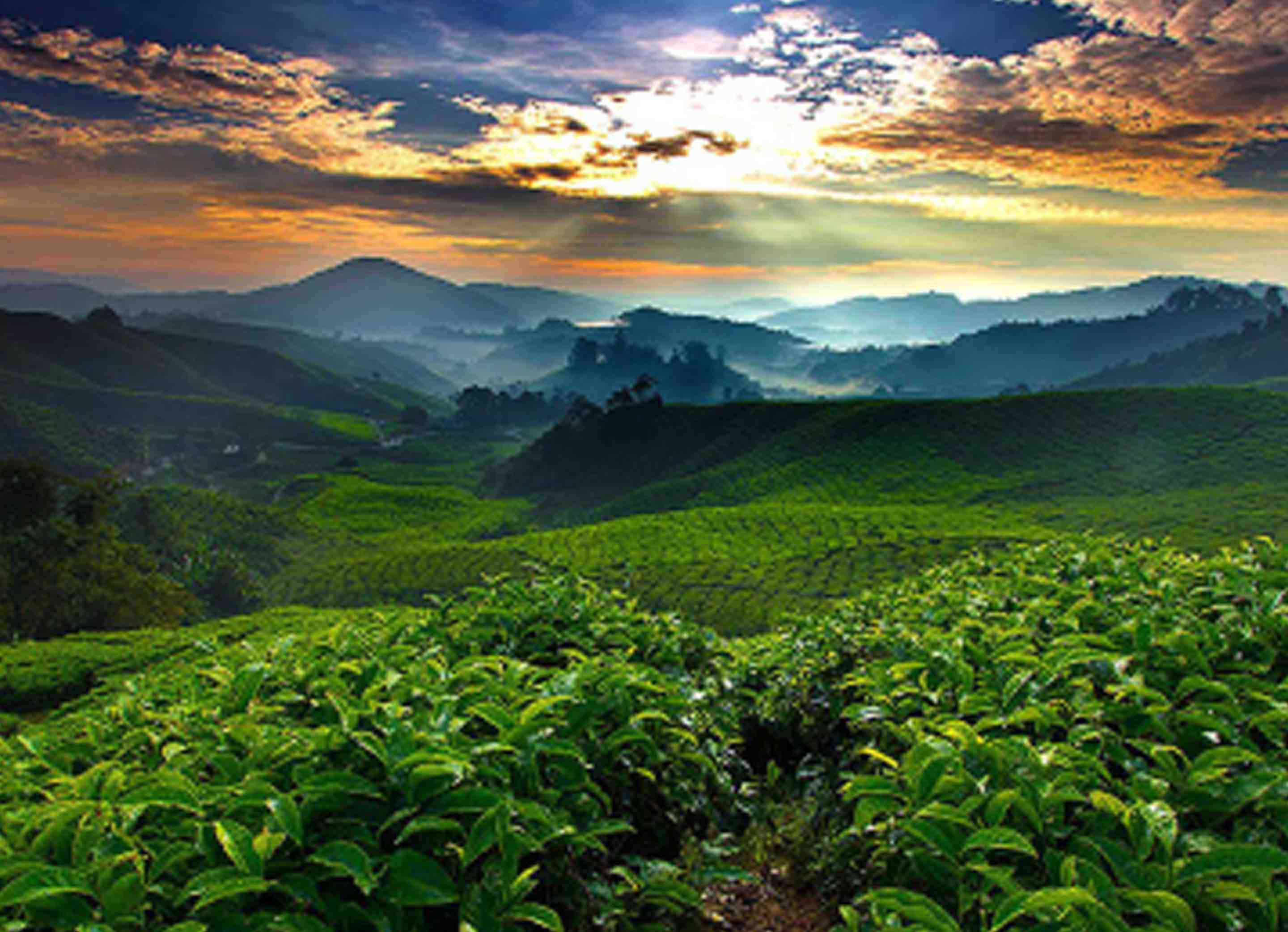 Campos de cultivo de café