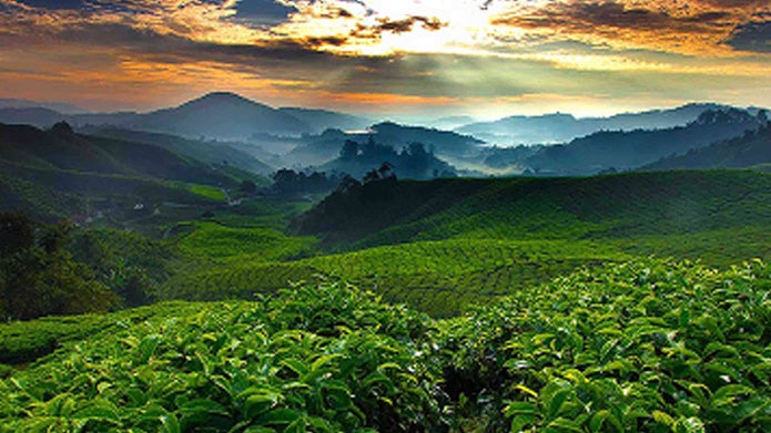 Campos de cultivo de café