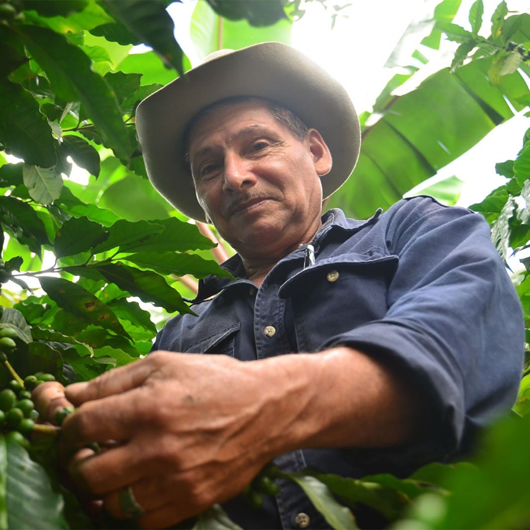 granjero recogiendo café
