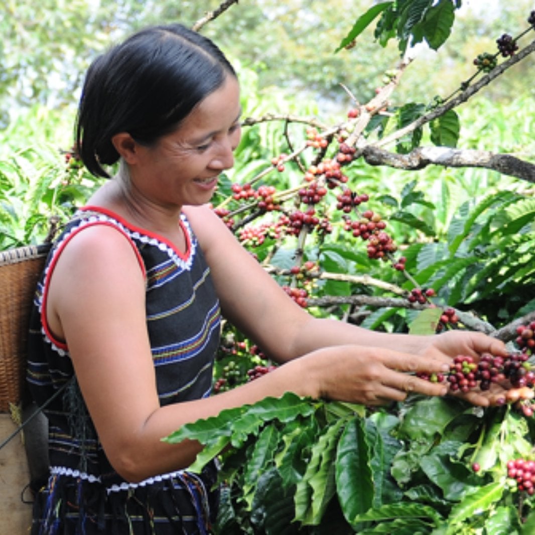 Mujer cultivando café