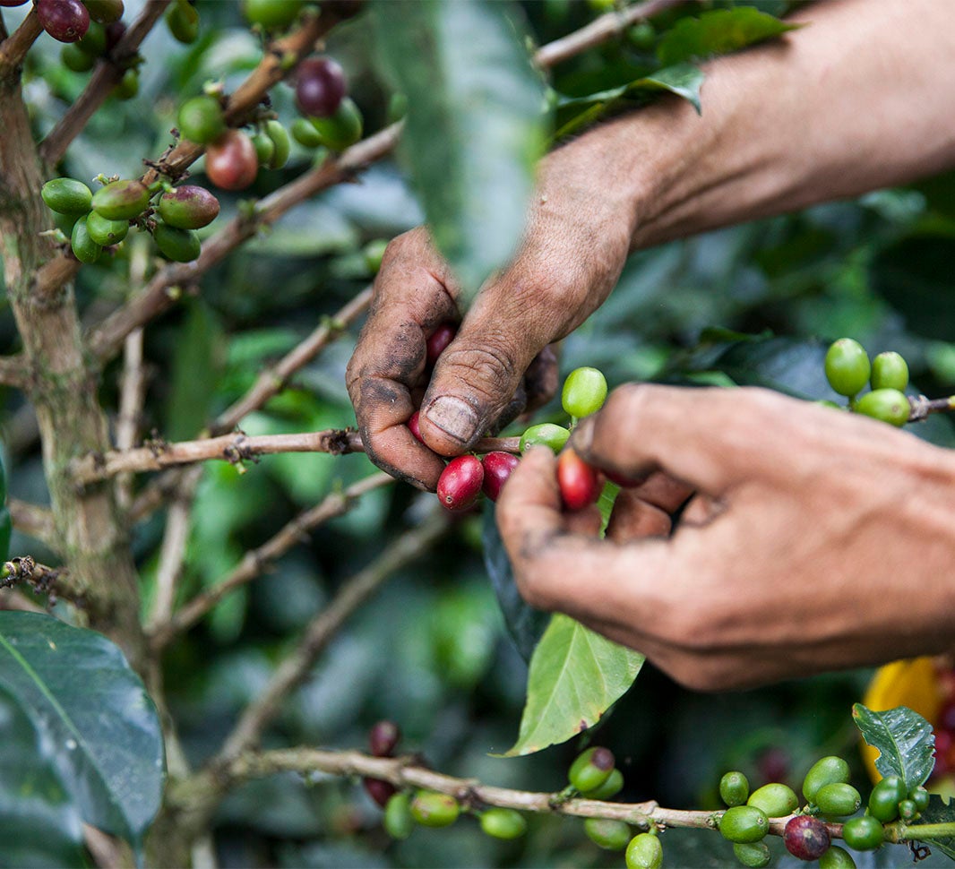 Apoyar la transición de los agricultores a la caficultura regenerativa